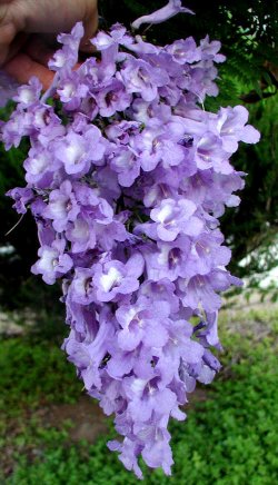 Jacaranda Flor